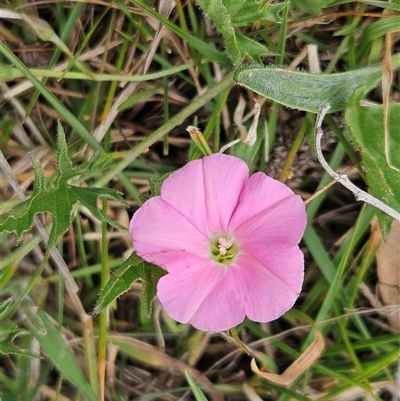 Convolvulus angustissimus subsp. angustissimus (Australian Bindweed) at Weetangera, ACT - 23 Oct 2024 by sangio7