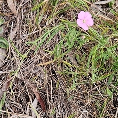 Convolvulus angustissimus subsp. angustissimus at Weetangera, ACT - 23 Oct 2024 12:32 PM