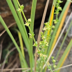 Galium gaudichaudii subsp. gaudichaudii at Weetangera, ACT - 23 Oct 2024