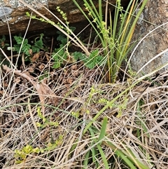 Galium gaudichaudii subsp. gaudichaudii at Weetangera, ACT - 23 Oct 2024