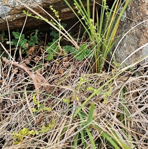 Galium gaudichaudii subsp. gaudichaudii at Weetangera, ACT - 23 Oct 2024