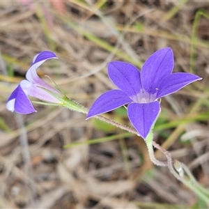 Wahlenbergia stricta subsp. stricta at Weetangera, ACT - 23 Oct 2024