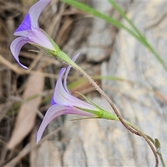 Wahlenbergia stricta subsp. stricta at Weetangera, ACT - 23 Oct 2024