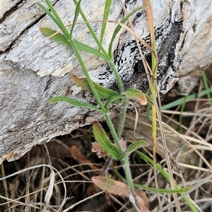 Wahlenbergia stricta subsp. stricta at Weetangera, ACT - 23 Oct 2024