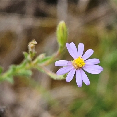 Vittadinia cuneata var. cuneata (Fuzzy New Holland Daisy) at Weetangera, ACT - 23 Oct 2024 by sangio7