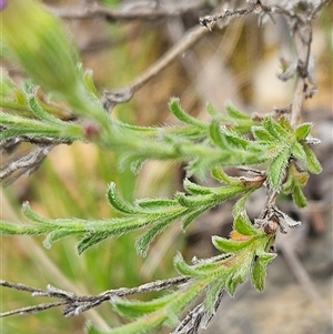 Vittadinia cuneata var. cuneata at Weetangera, ACT - 23 Oct 2024