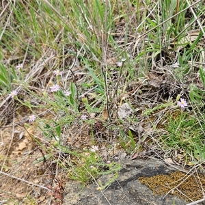 Vittadinia cuneata var. cuneata at Weetangera, ACT - 23 Oct 2024