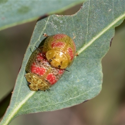 Paropsisterna fastidiosa (Eucalyptus leaf beetle) at Latham, ACT - 24 Oct 2024 by AlisonMilton