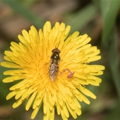 Melangyna viridiceps (Hover fly) at Macgregor, ACT - 24 Oct 2024 by AlisonMilton