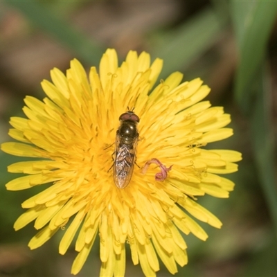 Melangyna viridiceps (Hover fly) at Macgregor, ACT - 23 Oct 2024 by AlisonMilton