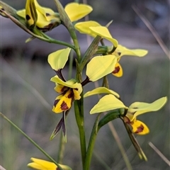 Diuris sulphurea (Tiger Orchid) at Lake George, NSW - 24 Oct 2024 by MPennay