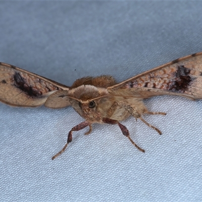 Aglaopus pyrrhata (Leaf Moth) at Rosedale, NSW - 22 Oct 2024 by jb2602