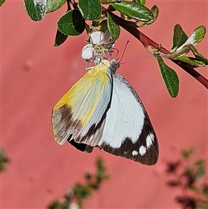 Appias paulina at Braidwood, NSW - 24 Oct 2024 03:31 PM