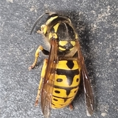 Vespula germanica (European wasp) at Monash, ACT - 23 Oct 2024 by JSWL