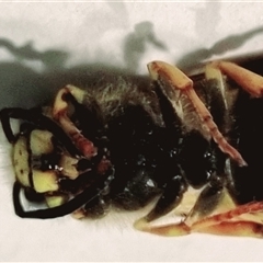 Vespula germanica at Monash, ACT - suppressed