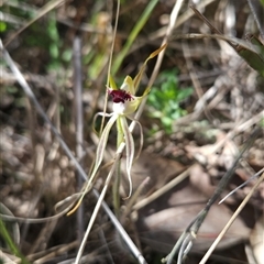 Caladenia parva (Brown-clubbed Spider Orchid) at Tharwa, ACT - 24 Oct 2024 by BethanyDunne