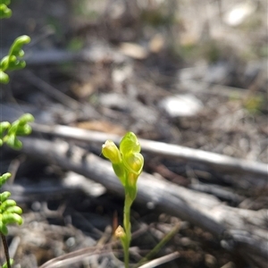 Hymenochilus muticus at Tharwa, ACT - suppressed