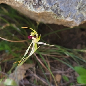 Caladenia parva at Tharwa, ACT - suppressed