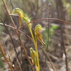 Oligochaetochilus aciculiformis (Needle-point rustyhood) at Tharwa, ACT - 24 Oct 2024 by BethanyDunne