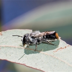 Megachile (Hackeriapis) canifrons at Latham, ACT - 23 Oct 2024 by AlisonMilton