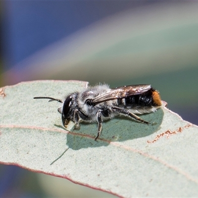 Megachile (Hackeriapis) canifrons at Latham, ACT - 24 Oct 2024 by AlisonMilton