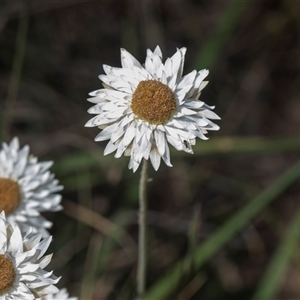 Leucochrysum albicans subsp. tricolor at Latham, ACT - 24 Oct 2024 10:47 AM