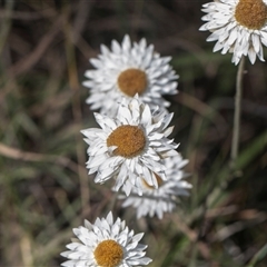 Leucochrysum albicans subsp. tricolor at Latham, ACT - 24 Oct 2024 10:47 AM