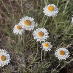 Leucochrysum albicans subsp. tricolor (Hoary Sunray) at Latham, ACT - 24 Oct 2024 by AlisonMilton