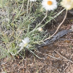 Leucochrysum albicans subsp. tricolor at Latham, ACT - 24 Oct 2024 08:58 AM