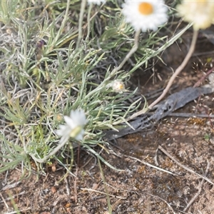 Leucochrysum albicans subsp. tricolor at Latham, ACT - 24 Oct 2024 08:58 AM