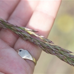 Lolium arundinaceum (Tall Fescue) at Latham, ACT - 23 Oct 2024 by AlisonMilton