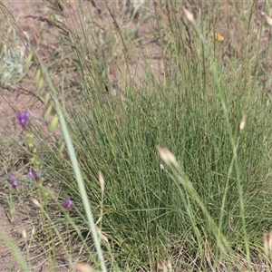 Lolium arundinaceum at Latham, ACT - 24 Oct 2024