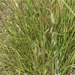 Lolium arundinaceum at Latham, ACT - 24 Oct 2024