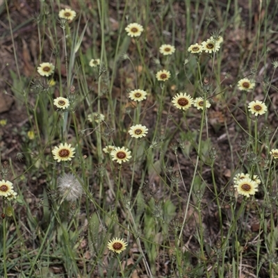 Tolpis barbata (Yellow Hawkweed) at Latham, ACT - 24 Oct 2024 by AlisonMilton