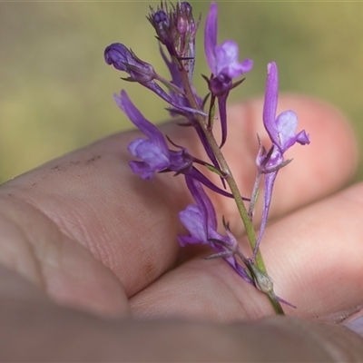 Linaria pelisseriana (Pelisser's Toadflax) at Latham, ACT - 23 Oct 2024 by AlisonMilton