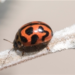 Peltoschema oceanica (Oceanica leaf beetle) at Macgregor, ACT - 24 Oct 2024 by AlisonMilton