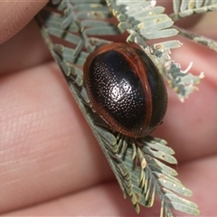 Dicranosterna immaculata (Acacia leaf beetle) at Macgregor, ACT - 24 Oct 2024 by AlisonMilton