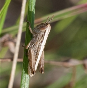 Praxibulus sp. (genus) at Cook, ACT - 24 Oct 2024 04:58 PM