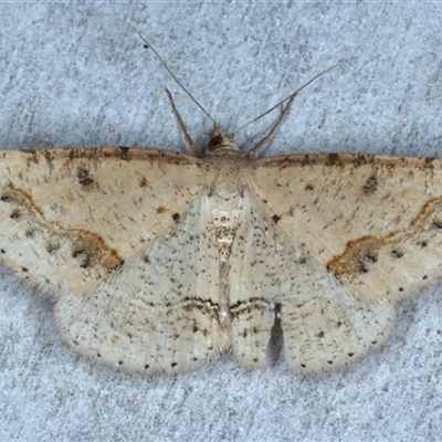 Taxeotis stereospila (Oval-spot Taxeotis (Oenochrominae) at Rosedale, NSW - 22 Oct 2024 by jb2602