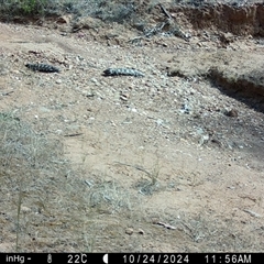 Tiliqua rugosa (Shingleback Lizard) at Fentons Creek, VIC - 24 Oct 2024 by KL