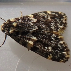 Halone (genus) (A Tiger moth) at Narrabundah, ACT - 23 Oct 2024 by RobParnell