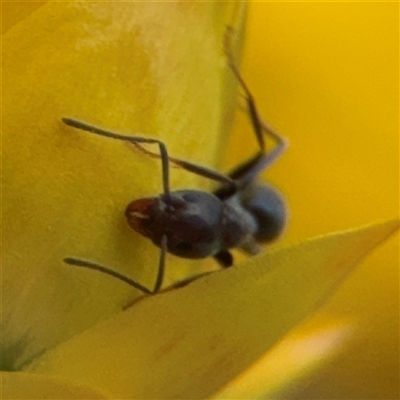 Iridomyrmex sp. (genus) (Ant) at Greenleigh, NSW - 24 Oct 2024 by Hejor1