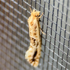 Moerarchis inconcisella at Greenleigh, NSW - 24 Oct 2024 05:12 PM