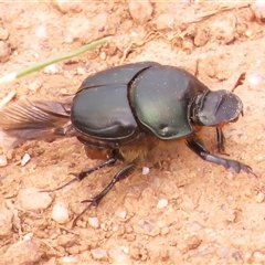 Onthophagus sp. (genus) (Dung beetle) at Strathnairn, ACT - 23 Oct 2024 by JohnBundock