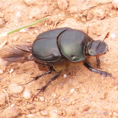 Onthophagus sp. (genus) (Dung beetle) at Strathnairn, ACT - 23 Oct 2024 by JohnBundock