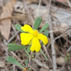 Hibbertia obtusifolia at Weetangera, ACT - 23 Oct 2024 02:04 PM