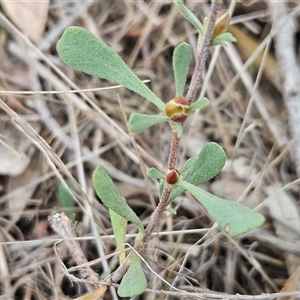 Hibbertia obtusifolia at Weetangera, ACT - 23 Oct 2024