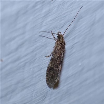 Trichoptera (order) (Unidentified Caddisfly) at Turner, ACT - 22 Oct 2024 by ConBoekel