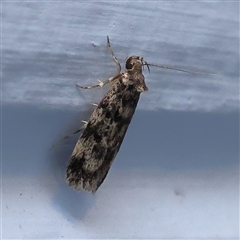 Barea zygophora (Concealer Moth) at Turner, ACT - 22 Oct 2024 by ConBoekel