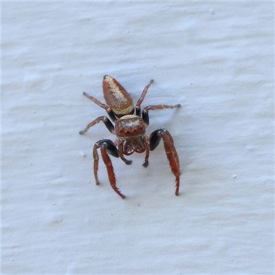 Opisthoncus sp. (genus) (Unidentified Opisthoncus jumping spider) at Turner, ACT - 23 Oct 2024 by ConBoekel